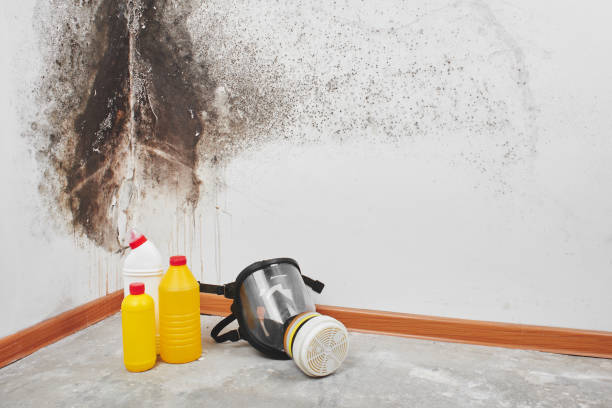 Best Best Mold Removal Companies  in Dunellen, NJ