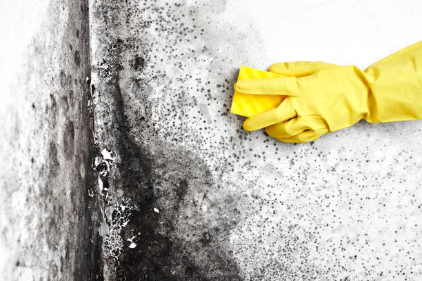 Office Mold Removal Services in Dunellen, NJ