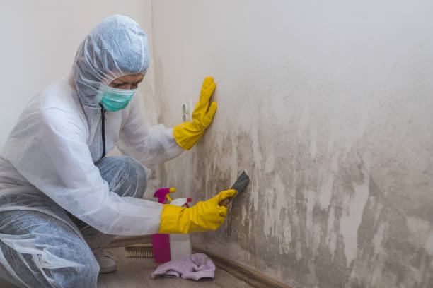 Best Black Mold Removal  in Dunellen, NJ