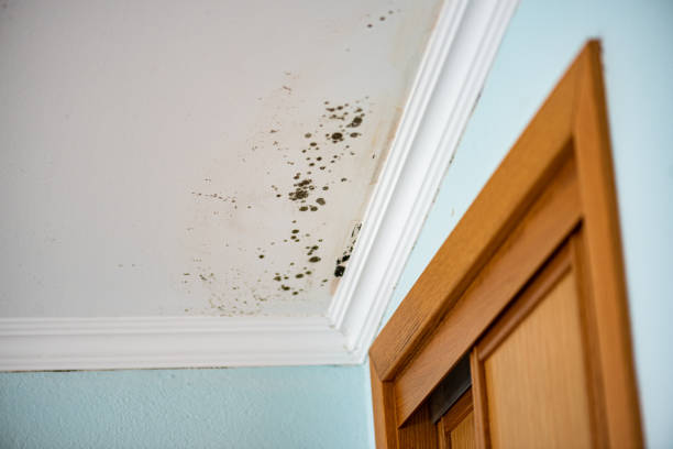Professional Mold Removal in Dunellen, NJ