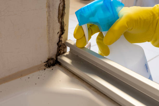 Mold Testing and Removal in Dunellen, NJ