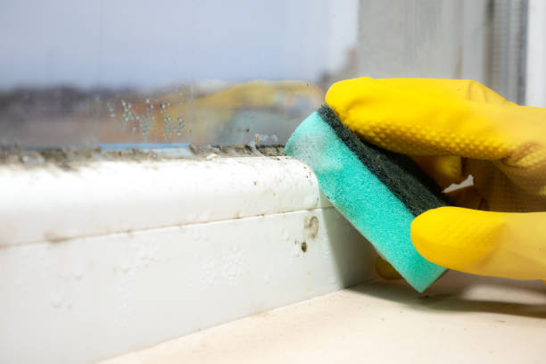 Best Mold Removal Near Me  in Dunellen, NJ