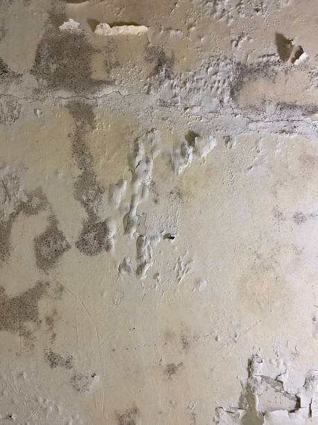 Best Same-Day Mold Removal  in Dunellen, NJ