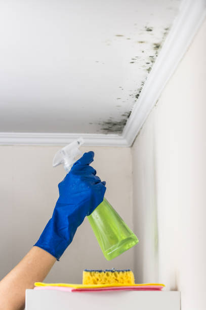 Best Affordable Mold Removal  in Dunellen, NJ