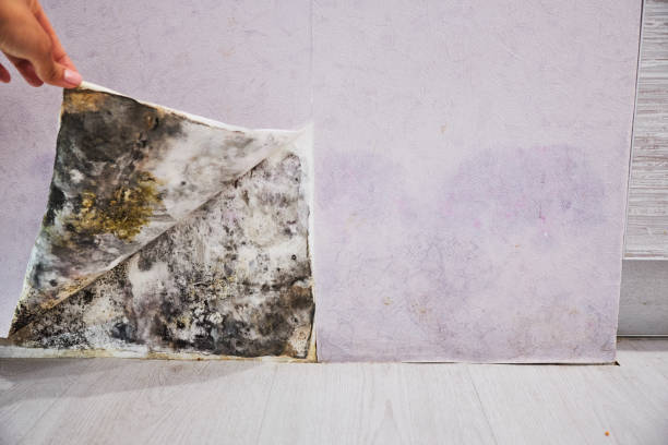 Best Mold Removal Company Near Me  in Dunellen, NJ
